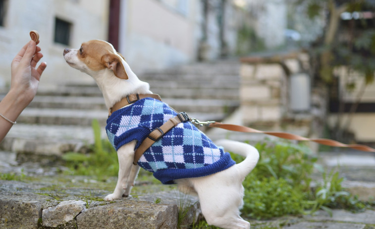 VÍDEO: Un hombre acaricia a una perrita y le roba la ropa que llevaba puesta