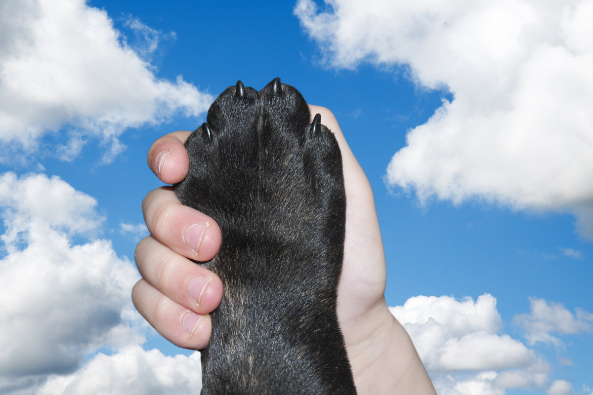 Dog 2383071 1920