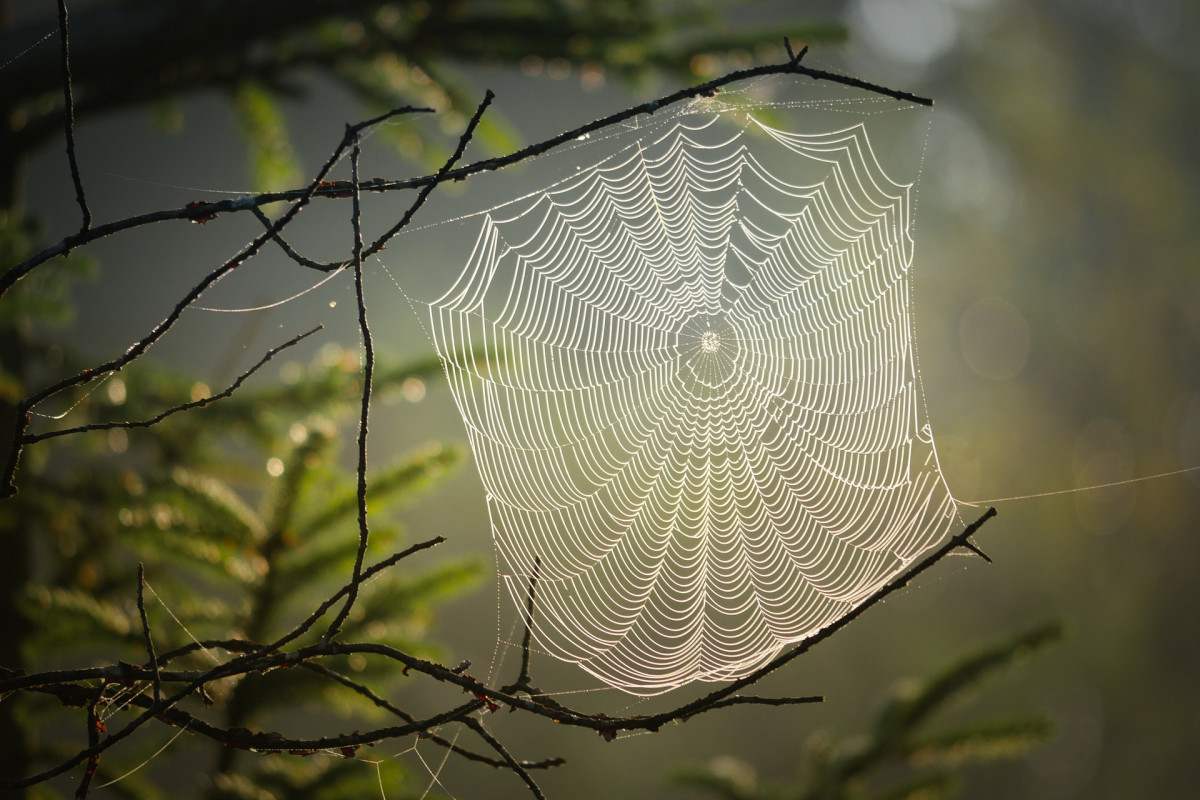 Cobweb 4439844 1920