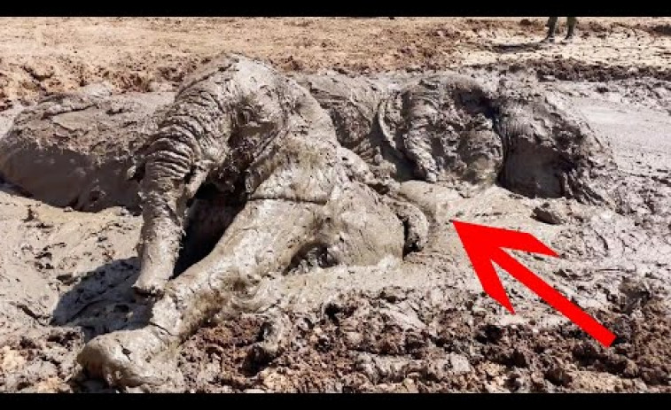 VÍDEO: Salvan a un grupo de elefantes de hundirse en el barro de una presa
