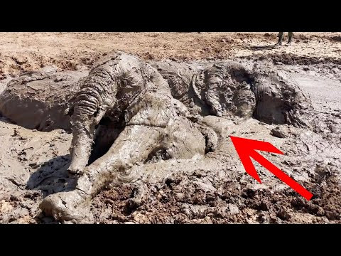 Elephant Family Get Stuck In The Mud