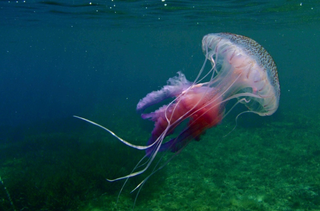Medusa luminiscente