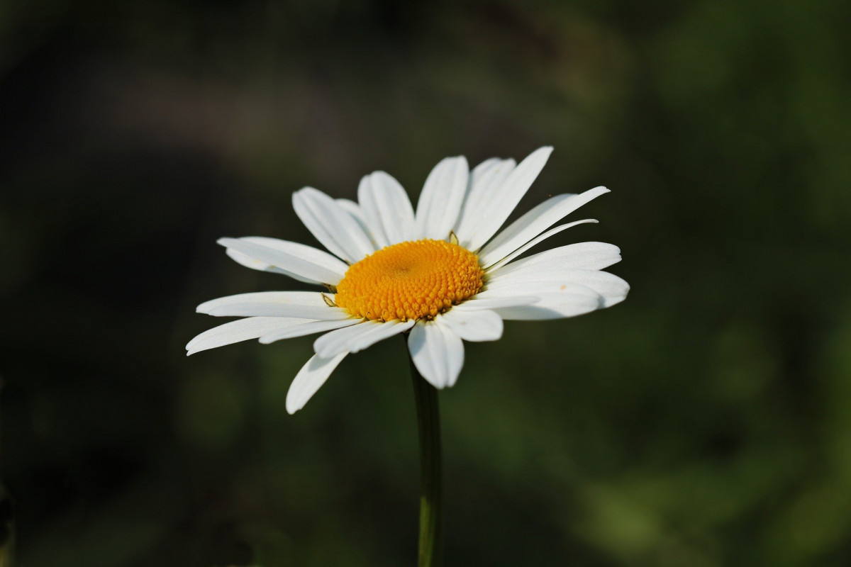 Daisy 3471286 1920