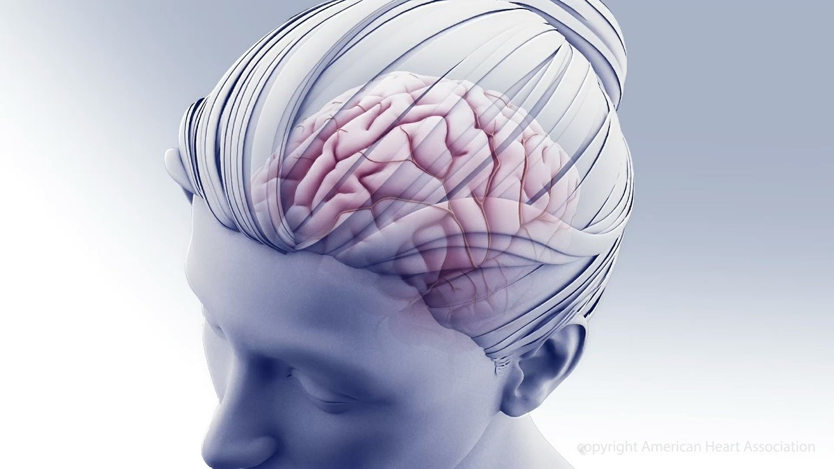 Ilustración del cerebro