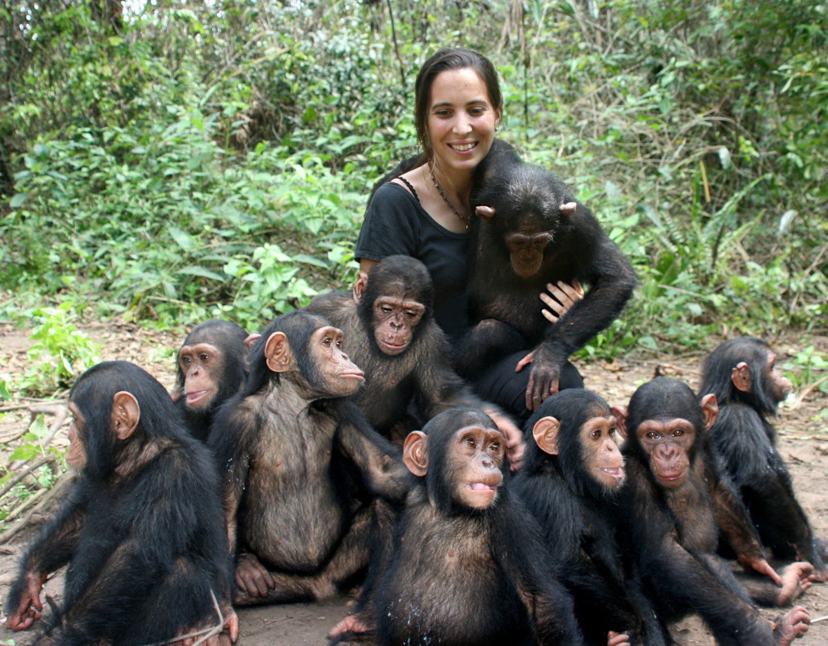La directora del instituto Jane Goodall en República del Congo, Rebeca Atencia,  junto a los chimpancés del Centro de Rehabilitación de Tchimpounga.