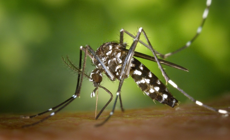 Los expertos anticipan un verano de mosquitos en Girona