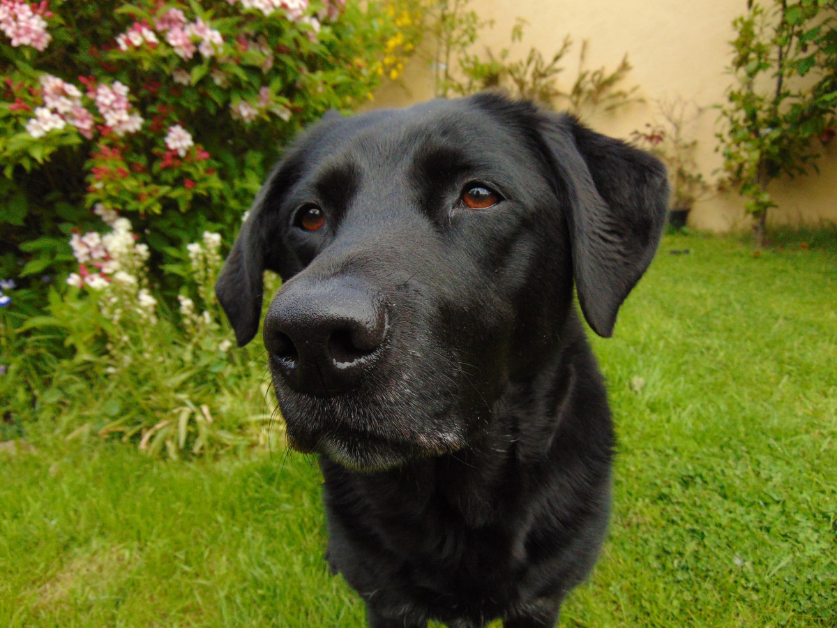 Labrador 787317 1920