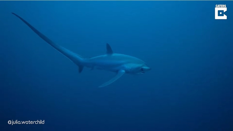 ¿Alguna Vez Habías Visto Un Tiburón Zorro De Cerca?