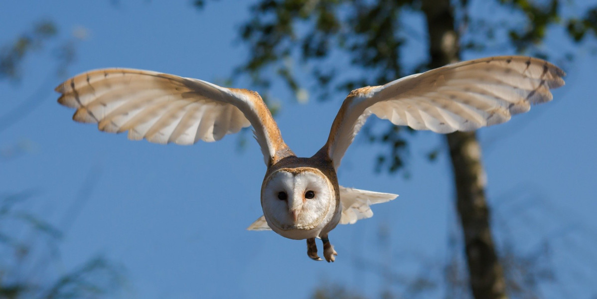Barn owl 1107397 1920