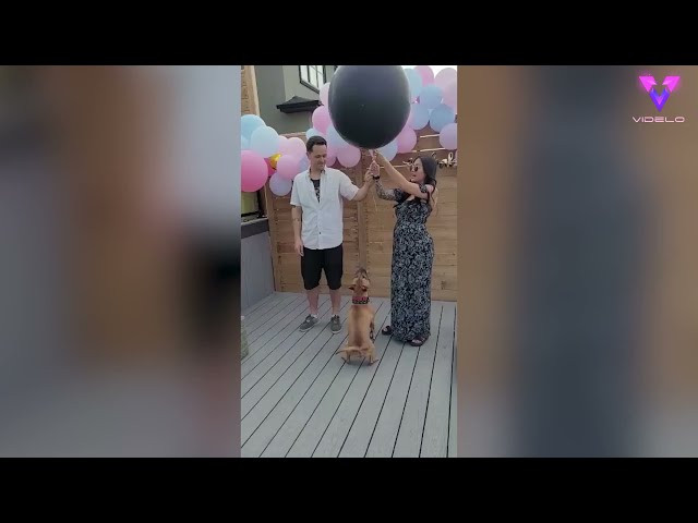 Este perro manda por los aires el globo que revela el género del nuevo bebé