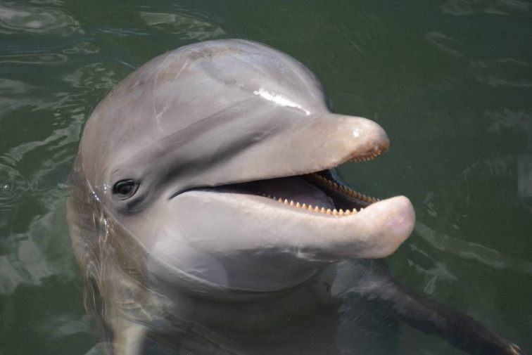Matan a 1.400 delfines en un solo día en una cacería en las Islas Feroe