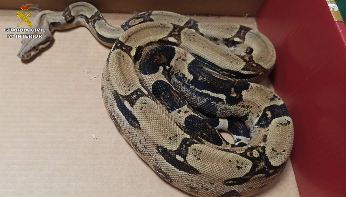 Serpiente boa