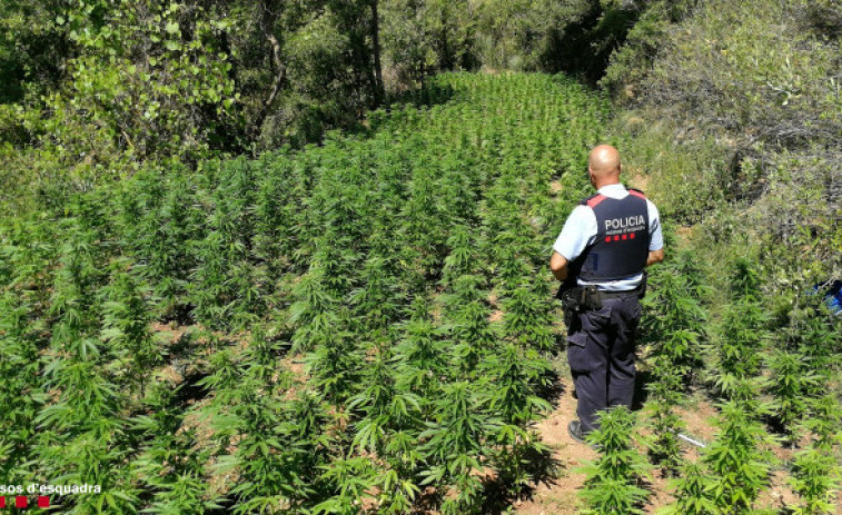 Llaman a los Mossos por un robo en su casa y acaban detenidos por cultivar marihuana