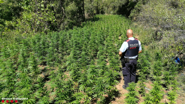 Catalunya es el territorio 'top 1' en el cultivo de marihuana en Europa, según la Audiencia de Tarragona