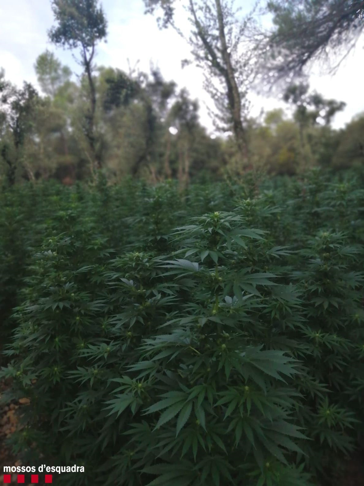 Imagen de la plantación de marihuana hallada en la Conca de Barberà (Tarragona)