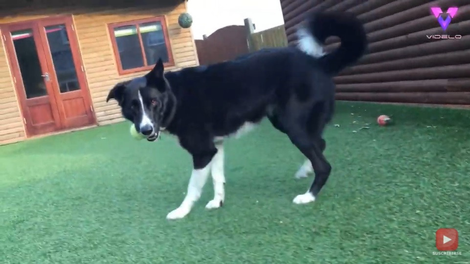 Este perro regatea, controla y pasa el balón como un verdadero futbolista