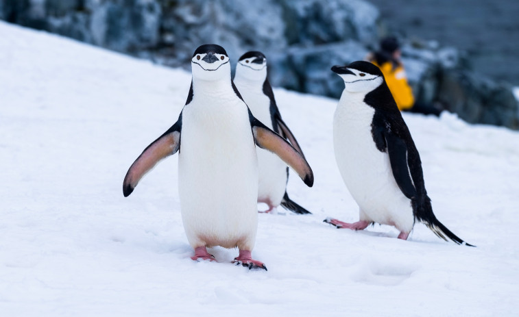 Un enjambre de abejas asesina a 60 pingüinos picándoles en los ojos