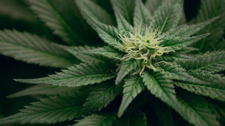 Unidas Podemos preparará para octubre su ley para despenalizar el uso del cannabis