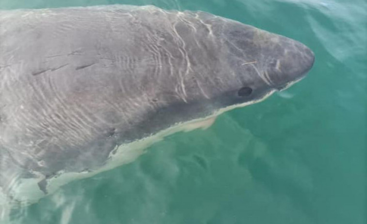 Avistan un tiburón de cinco metros de largo en el puerto de A Coruña