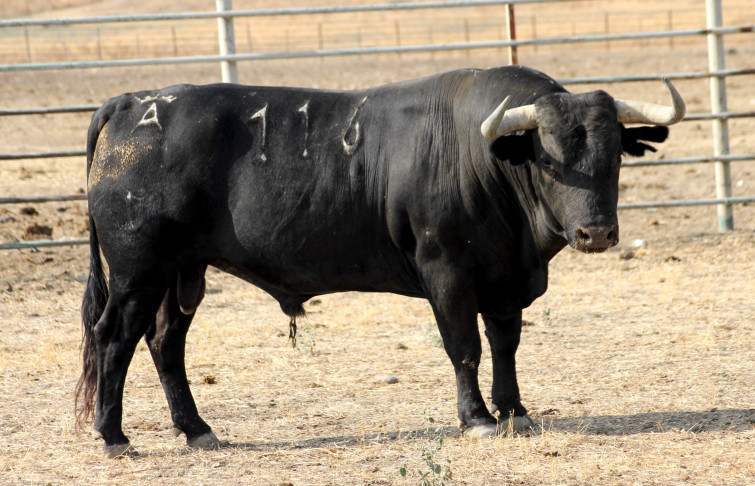 Muere un trabajador de una explotación ganadera arrollado por un toro en Cantabria