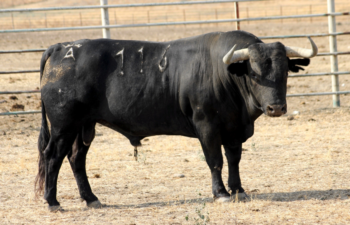 Archivo - Toro de Victorino Martín.