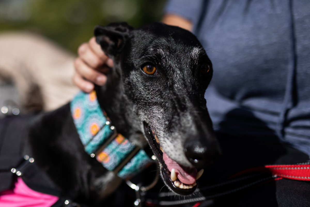 Un perro asiste a un acto organizado en la Fundación Olivar con motivo del Día Mundial de los Animales en la Fundación Olivar de Castillejo, a 6 de octubre de 2021, en Madrid, (España). Durante el