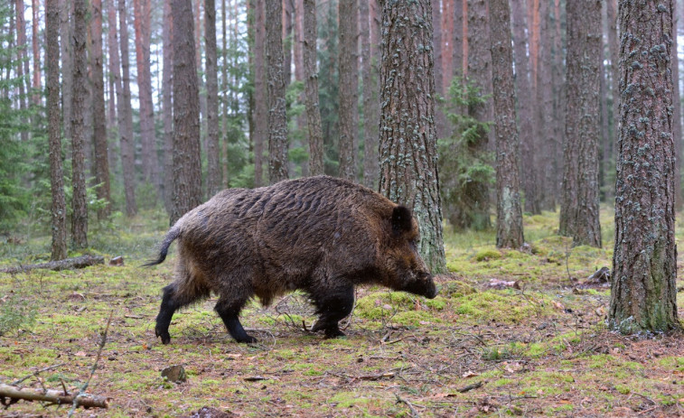 Se confirman dos nuevos casos de Peste Porcina Africana y un nuevo brote de gripe aviar