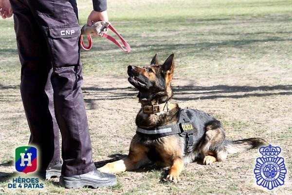 Un perro policía ha dado 