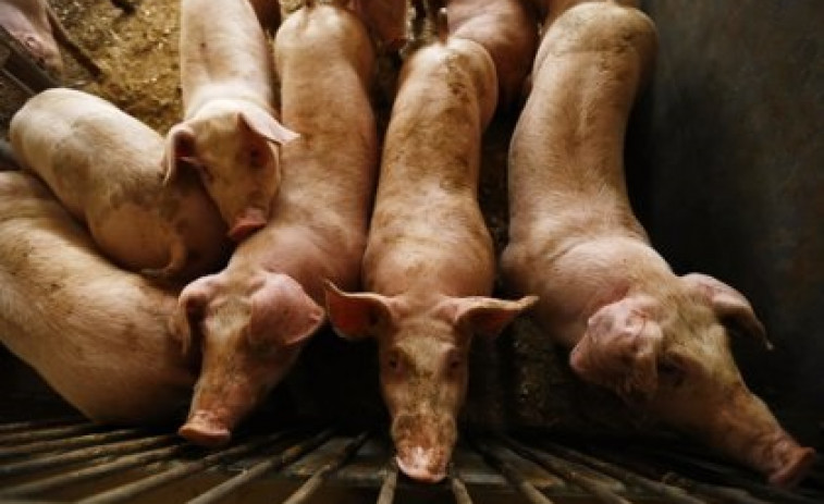 China limita la prohibición de carne de cerdo española solo a Barcelona por la Peste Porcina Africana