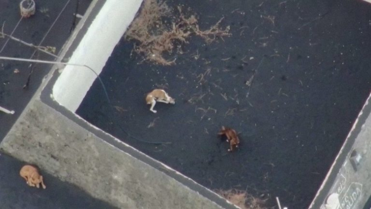 VÍDEO. La Guardia Civil investiga el misterioso rescate de los perros de La Palma
