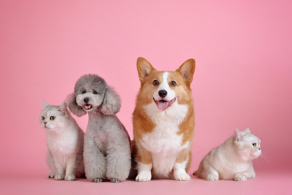 Pets g4b19f559e 1920
