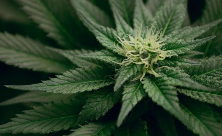 Luxemburgo legaliza la producción y el uso recreativo del cannabis