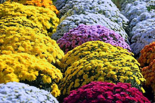 Yellowchrysanthemum3767561 960 720