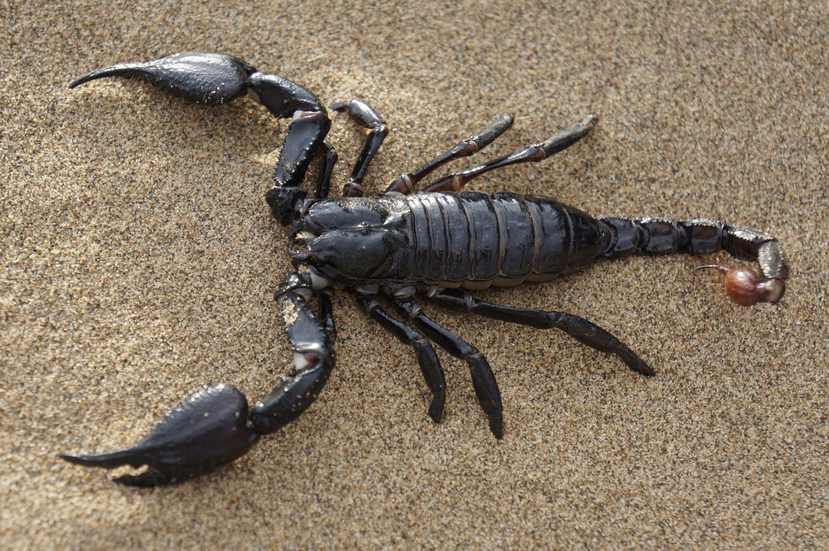 Scorpion ga46537dcb 1920