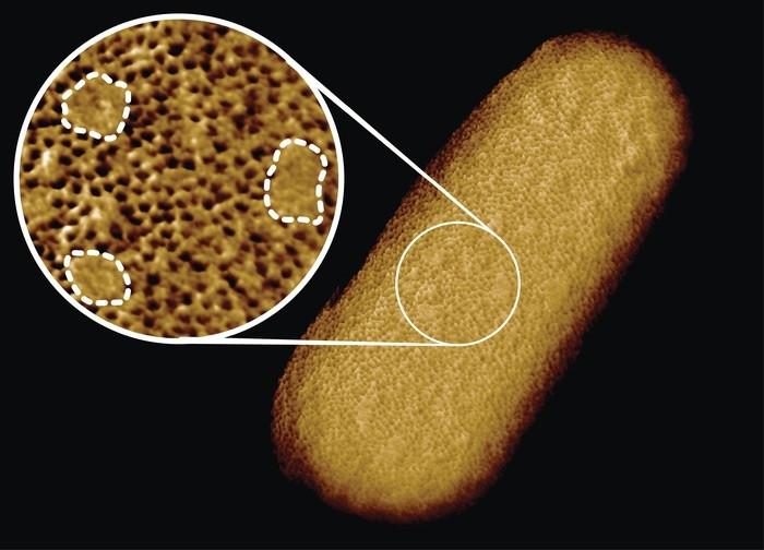EuropaPress 4034505 imagen microscopia bacteria coli viva