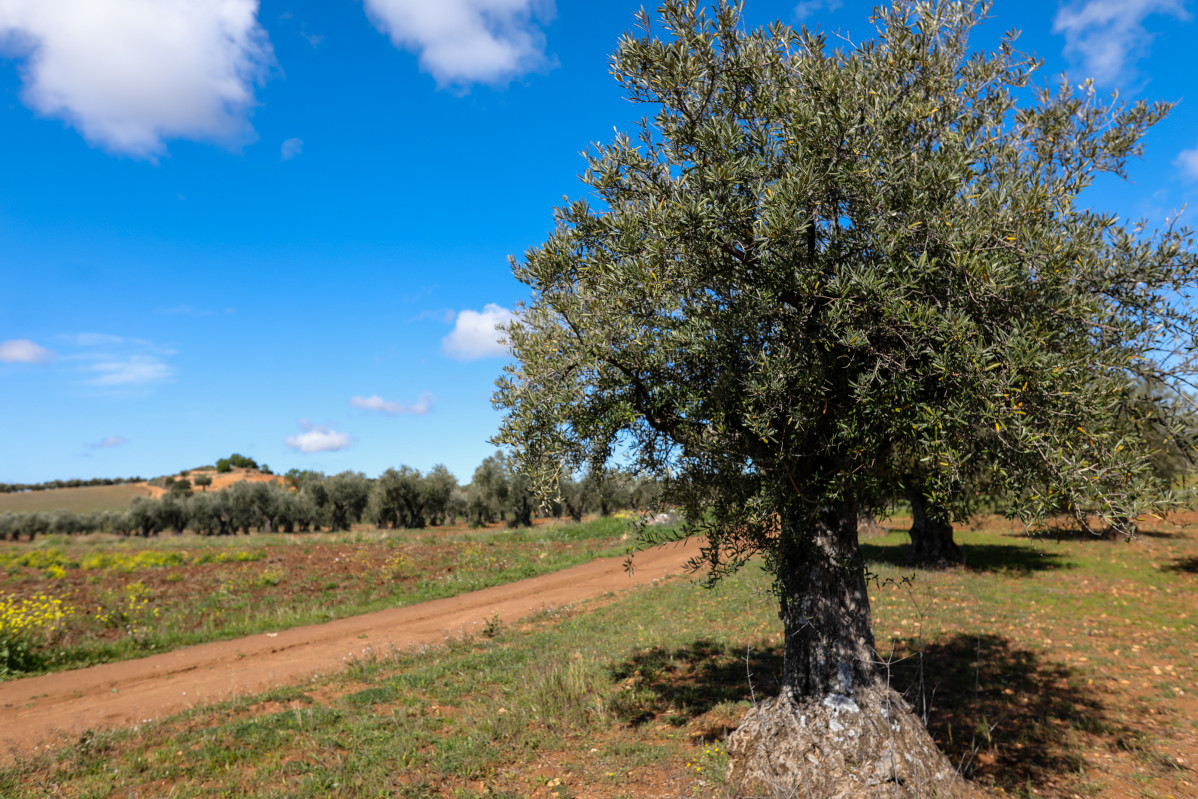 Archivo - Un olivo en las inmediaciones de la localidad de Campo Real