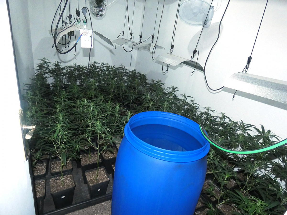 Los Mossos d'Esquadra intervinieron el pasado 3 de diciembre un total de 339 plantas de marihuana en un piso de Terrassa (Barcelona)