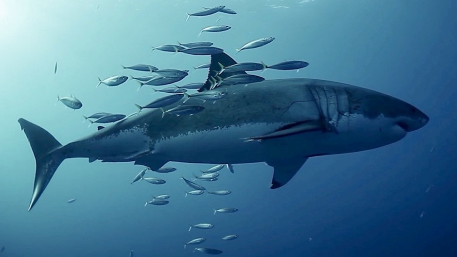 Jurel del Pacífico rozando un tiburón blanco en la Isla Guadalupe, México