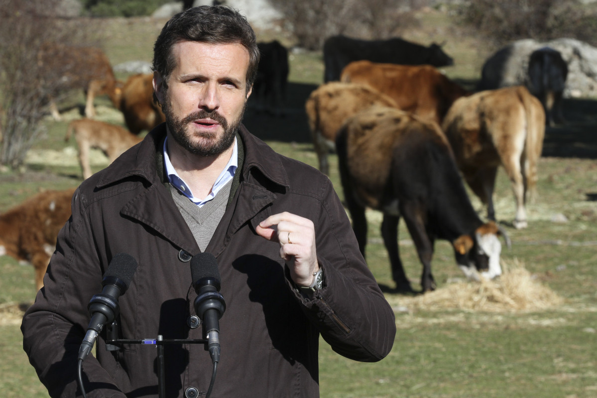 El presidente del PP, Pablo Casado, ofrece declaraciones a los medios, durante su visita a una explotación ganadera extensiva de vacuno en Navas del Marqués.