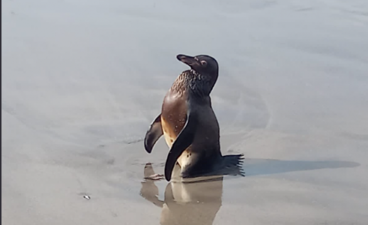 VÍDEO: Un pingüino recubierto de petróleo de Repsol llega moribundo a una playa