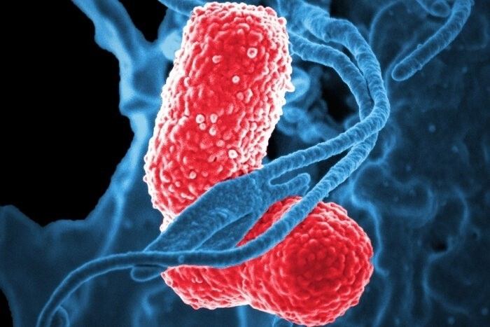 EuropaPress 2341908 globulos blancos azul atacan dos bacterias klebsiella rosa imagen