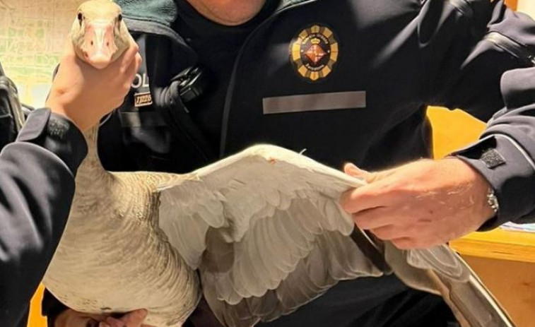 Una oca desorientada pasea cerca de la Ronda Litoral