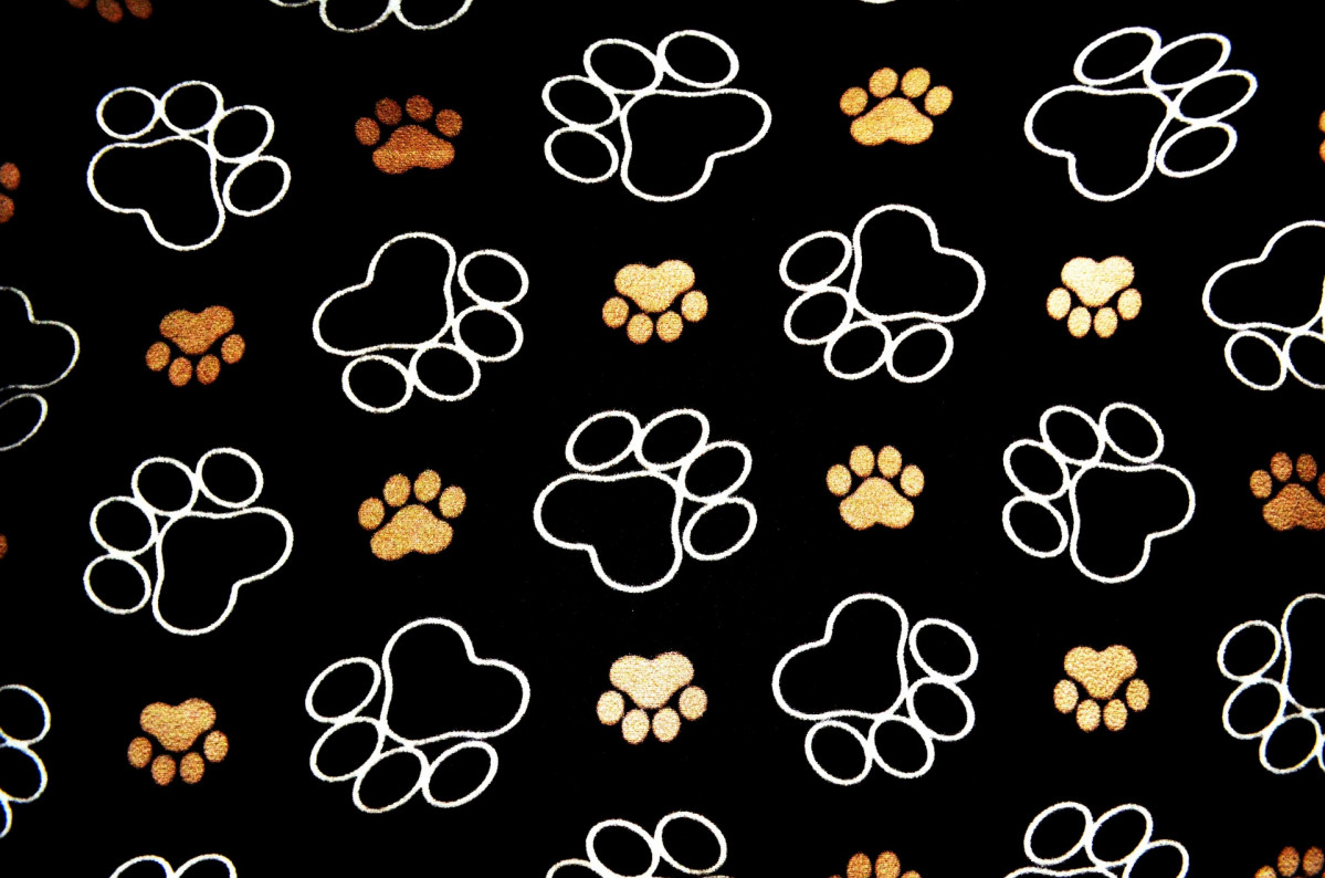 Dog gaa66dbbcb 1920