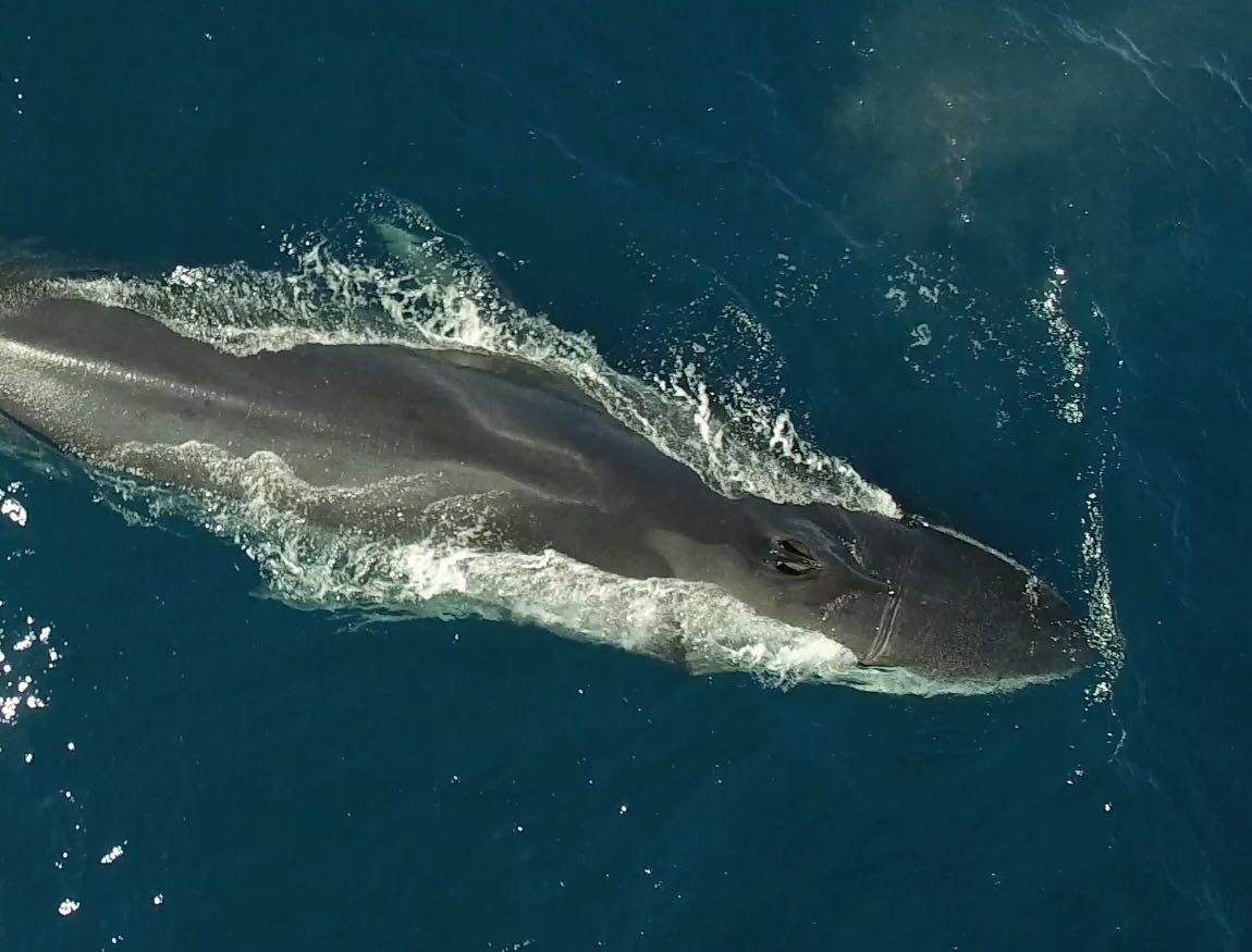 Ballenas avistadas en las costas catalanas