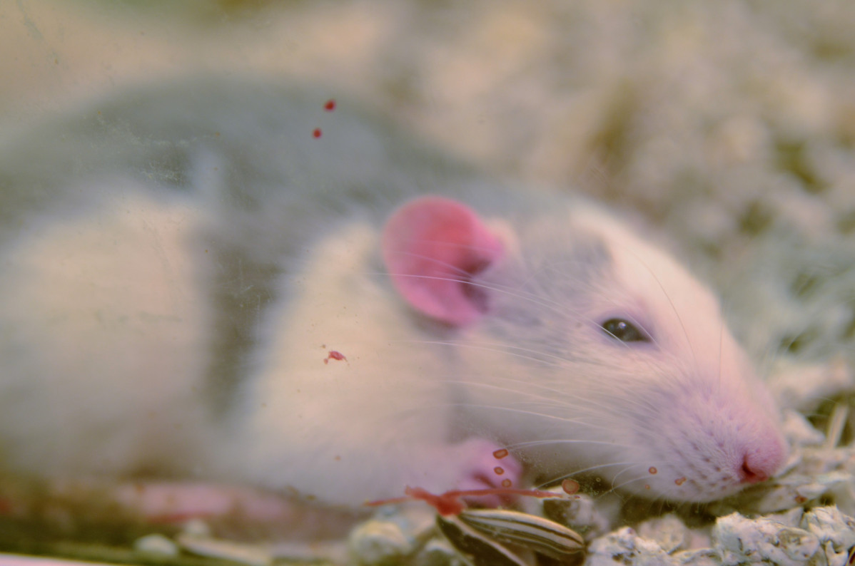 Archivo - Ratón, ratones, rata, ratas, hamster, rata de laboratorio, roedor, roedores