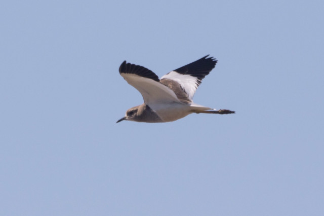 EuropaPress 4267676 avefria coliblanca delta lebre tarragona