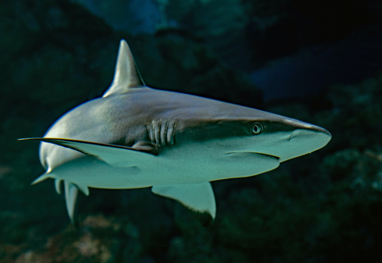 Un turista italiano fallece devorado por un tiburón durante sus vacaciones en el Caribe