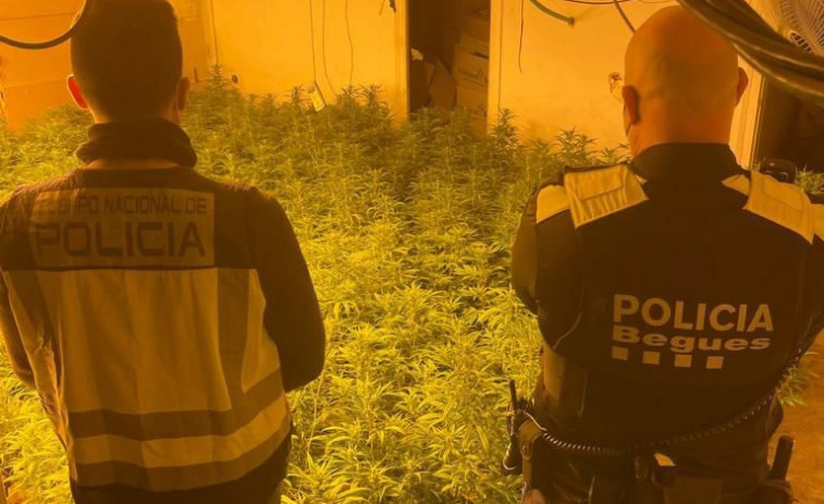 Encuentran 133 kilos de marihuana en una vivienda unifamiliar de Begues