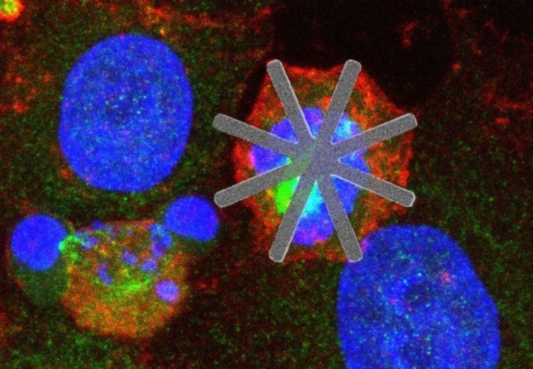 Investigadores españoles crean microchips para introducir en las células y curar enfermedades