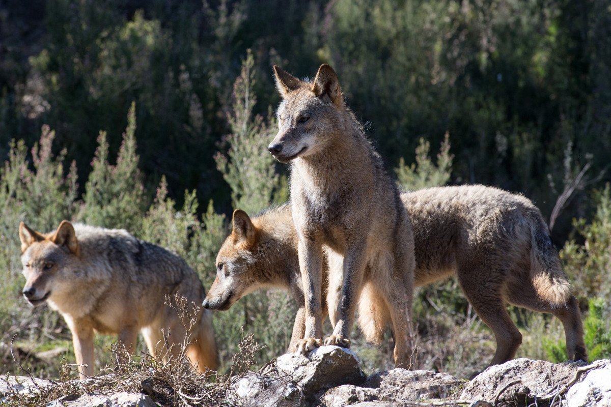 EuropaPress 2664103 varios lobos ibericos centro lobo iberico localidad robledo sanabria plena